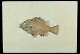 Fossil Fish (Priscacara) - Green River Formation #122673-1